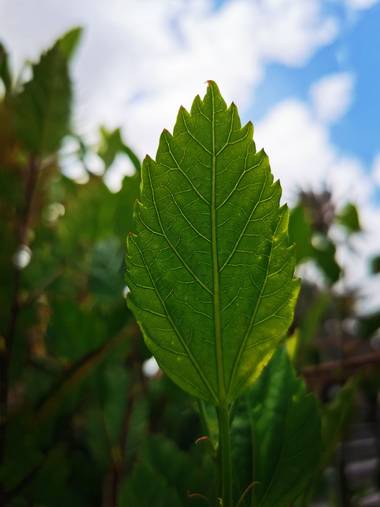 Toti Suárez en Hamelin: Flora  (Telde), Hoja
#hamelin #hoja #grancanaria #vegetacion #macro #hamelinmacro21 