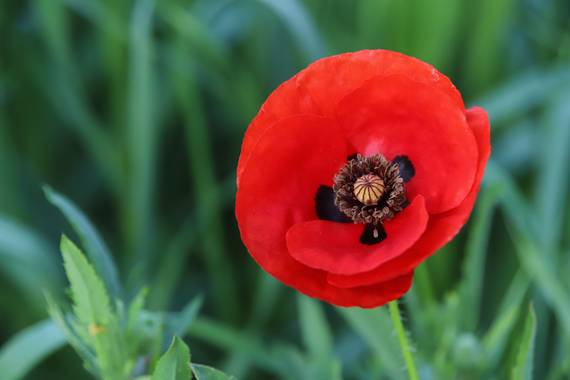 @sinaceramica en Hamelin: Flora  (Cornellà del Terri), Papaver rhoeas, #floressilvestres #primavera #amapolas