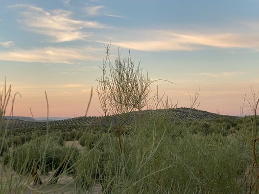 isabeljl0402 en Hamelin: Paisaje  (Vía Verde del Aceite),  La verde del olivo. Jaén
#jaenparaisointerior 