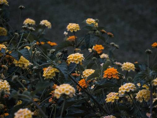 Pikeriel en Hamelin: Flora, Lantana camara, #flor #flores #wallpaper #nature