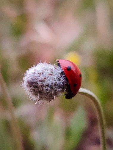 Robin⚡️ G en Hamelin: Fauna  (Illescas), #mariquita #cumplehamelin 