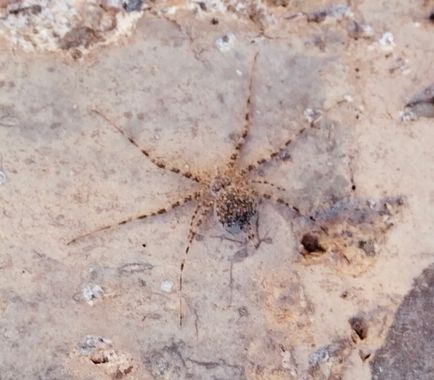 Solerantonio2 en Hamelin: Fauna  (Níjar), Aracnido