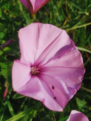 Ioana Trif en Hamelin: Flora  (Rociana del Condado), Convolvulus althaeoides, Lila al sol #flora21 #enredadera #naturaleza 