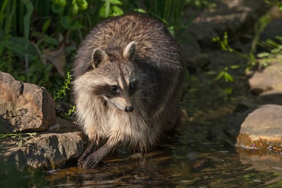 Ignicapillus en Hamelin: Fauna  (Lucas County), Procyon lotor (Linnaeus, 1758), Mapache boreal

Aunque este personaje no necesita presentación, no todo el ...