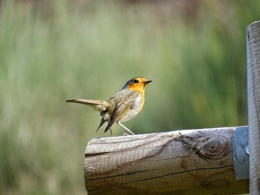 Mivilor68 en Hamelin: Fauna  (Ponferrada), Erithacus rubecula (Linnaeus, 1758), Petirrojo
#paparazziaves 
#avesdeespaña 