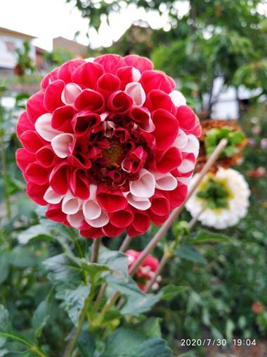 Lm.vidal en Hamelin: Flora  (Oviedo), Dahlia pinnata, Dalia. 