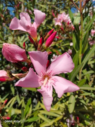 Solerantonio2 en Hamelin: Flora  (Almería), Nerium oleander L., Planta