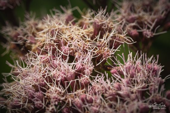 miradasbotanicas en Hamelin: Flora, Eupatorium cannabinum, #flora #naturaleza #macro
