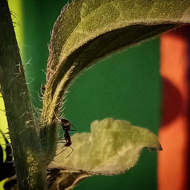 Navarroarevalomariateresa en Hamelin: Fauna  (Viesca), Buscando alimento en el girasol.