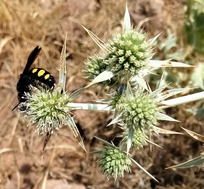 Solerantonio2 en Hamelin: Fauna  (Cabo de Gata), Insecto