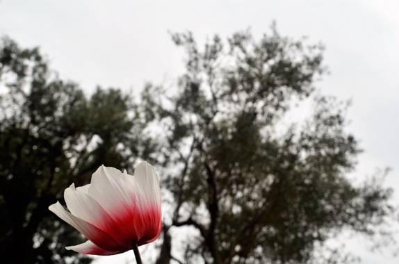 Azulmarino  en Hamelin: Flora  (Barcelona), 1 tulipán #frommypointofview #primavera #naturephotography 
