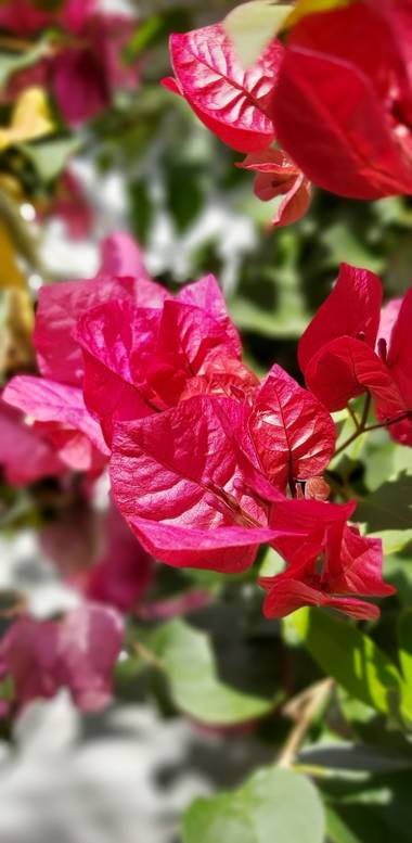 Lolakantos en Hamelin: Flora  (Badajoz)