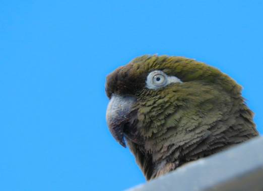 Rodrigo Tejeiro en Hamelin: Fauna  (Balneario Las Grutas), Cyanoliseus patagonus (Vieillot, 1818), #aves21 