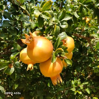 Solerantonio2 en Hamelin: Flora  (Almería), Punica granatum, Grana