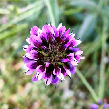 Medea127 en Hamelin: Flora  (El Ronquillo), Bituminaria bituminosa, Conocida como Trébol hediondo #flora21 