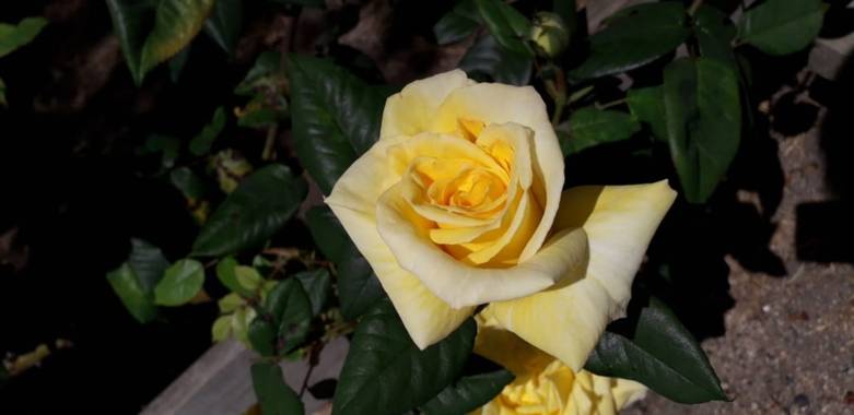 Génesis Gacitua  en Hamelin: Flora, Rosa chinensis