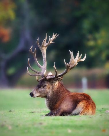 Jozsef Baricz en Hamelin: Fauna, #deer #animal #animals #nature #natural #color #outdoor #outdoors #relax #uk #wild #wildlife #wildlifephotography 