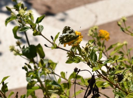 Solerantonio2 en Hamelin: Fauna  (Almería), Mariposa