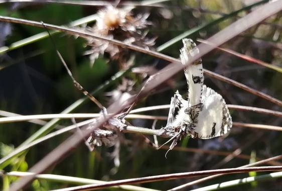 Gustavo Adolfo. en Hamelin: Fauna, Está fotografía la hizo mi mujer(pilar) con mi lado detrás. Ahí se aprecia mejor su cara de alienígena. Observar las an...