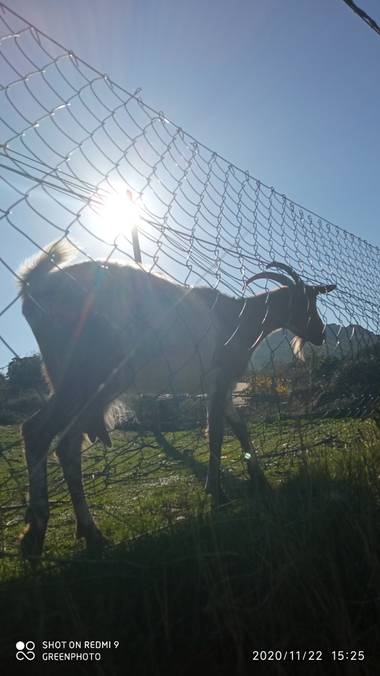 GreenPhoto en Hamelin: Fauna  (La Aceña de la Borrega)