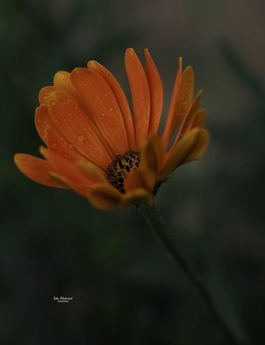 Lidia en Hamelin: Flora  (Zaragoza), Las flores naranjas tienen anclado su significado a las implicaciones psicológicas y simbólicas del propio color. Así,...