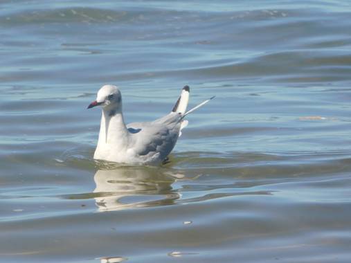 Nohokai.sk en Hamelin: Fauna  (Bizkaia), Chroicocephalus ridibundus (Linnaeus, 1766), Gaviota en Urdaibai
#urdaibai#reservadelabiosfera