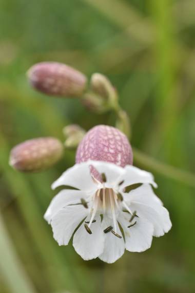 Creandoaficiones en Hamelin: Flora, Silene vulgaris, Silene vulgaris
