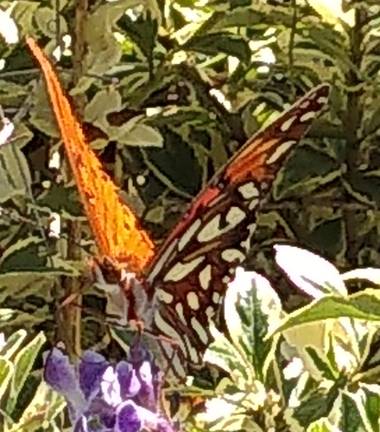 GrachuV. en Hamelin: Fauna, Mariposa bella