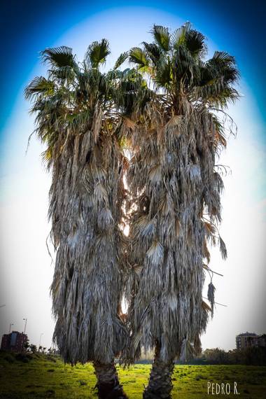 PEROMA_PHOTO en Hamelin: Flora  (Vélez-Málaga), Washingtonia robusta, .