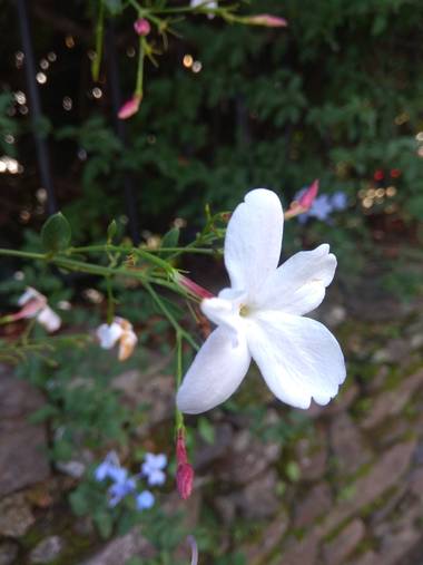 Jositocerro en Hamelin: Flora  (La Aceña de la Borrega), Jasminum officinale