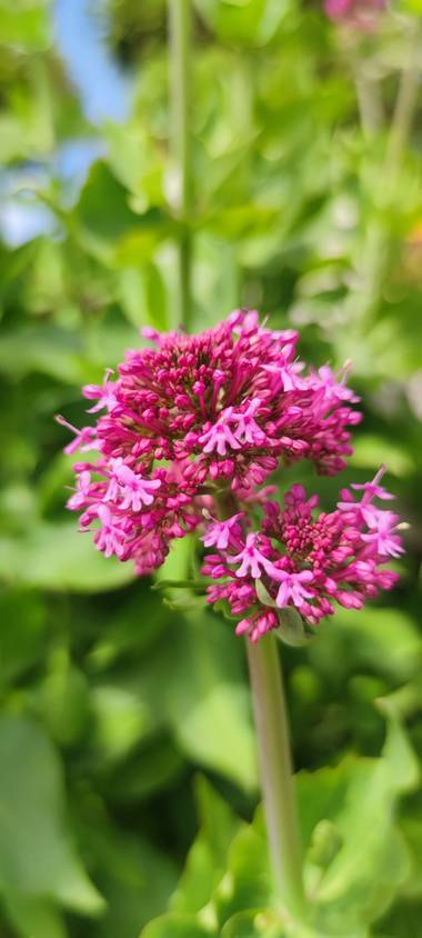 aidalzira en Hamelin: Flora  (Llíber), Centranthus ruber (L.) DC., #flora #flora21
Algunos de sus nombre comunes son centranto, valeriana roja, milamores y...
