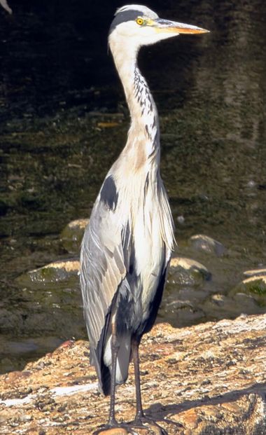 Jumolo01 en Hamelin: Fauna  (M-208), Ardea cinerea Linnaeus, 1758, #avesdeespaña 