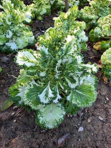 Eliza.loaizac en Hamelin: Flora  (Elche), Brassica oleracea, #flordeverano #elche #naturaleza
