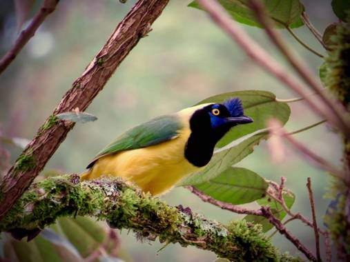 juanandrescardona01 en Hamelin: Fauna  (El Retiro), Cyanocorax yncas (Boddaert, 1783), Los carriquies verdiamarillos son aves que de la mayoría se encuentr...