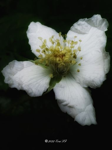Eva.160968 en Hamelin: Flora  (Jette), #flor #cumplehamelin 