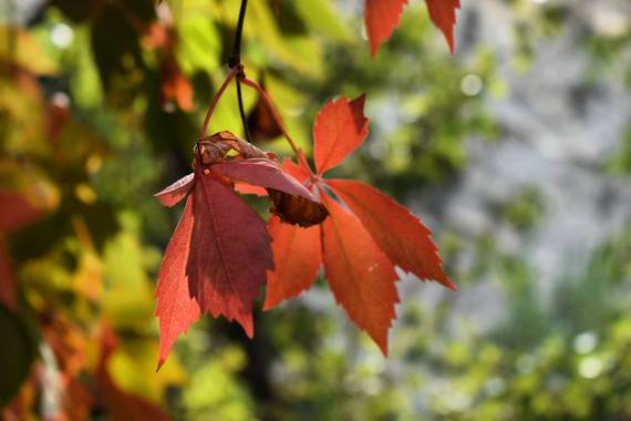 Leonor Sol en Hamelin: Flora  (Caravaca de la Cruz), Parthenocissus quinquefolia, #enredaderavirginia #parravirgen 