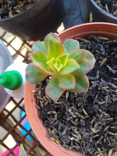 luisafp29 en Hamelin: Flora, Aeonium haworthii