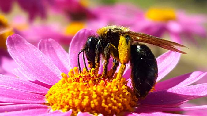 Naturalezadebarrio en Hamelin: Fauna  (Calafell), Campaña encadaventanaunaflor ayudamos a los insectos a polinizar#cambioclimatico#insectosenpeligrodeextin...