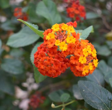 Solerantonio2 en Hamelin: Flora  (Almería), Lantana camara, Planta