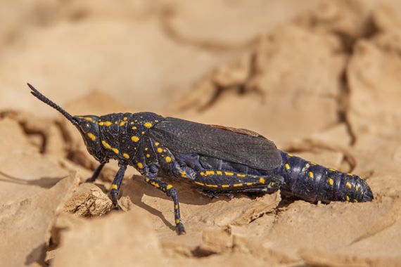 Ignicapillus en Hamelin: Fauna  (Wadi Araba Sub-District), Poekilocerus arabicus Uvarov, 1922, Ortóptero monstruoso

Este monstruo (8 cm de longitud) prese...