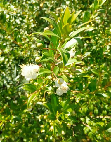 Solerantonio2 en Hamelin: Flora  (Almería), Myrtus communis, Planta