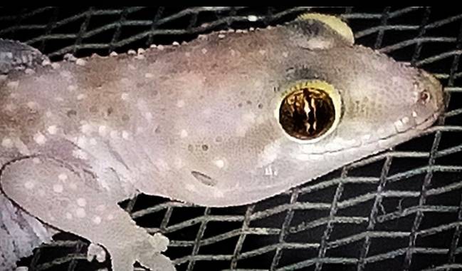Navarroarevalomariateresa en Hamelin: Fauna  (Viesca), Las lagartijas o gekos son unos reptiles de sangre fría que se pueden encontrar en todo el mundo y s...