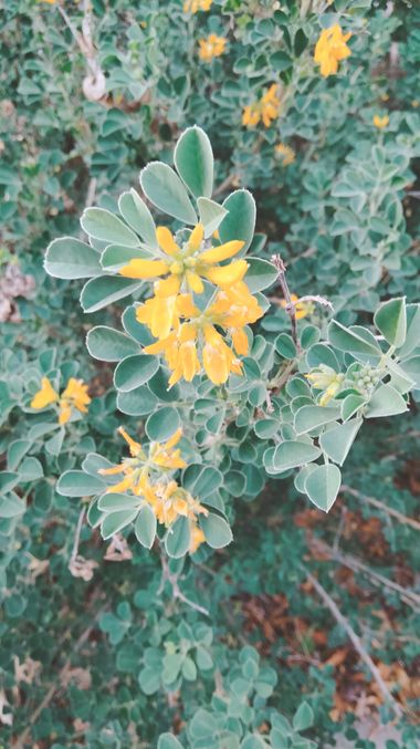 Solerantonio2 en Hamelin: Flora  (Almería), Medicago arborea, Planta
