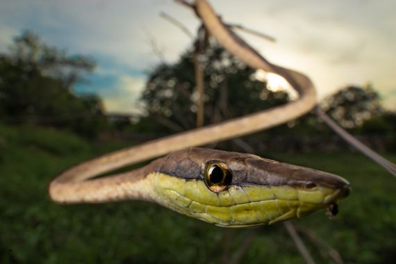 Omar Carax en Hamelin: Fauna, #snake #serpientes #fauna #herpetologia 