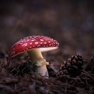 Laura Jimenez en Hamelin: Observación  (El Espinar), Amanita muscaria (L.) Lam., #fungiphotoholic #fungi #funghi #fungus #cogomelos #perretxikoak #bolets #...