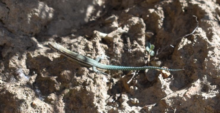 Solerantonio2 en Hamelin: Fauna  (Trevélez), Reptil