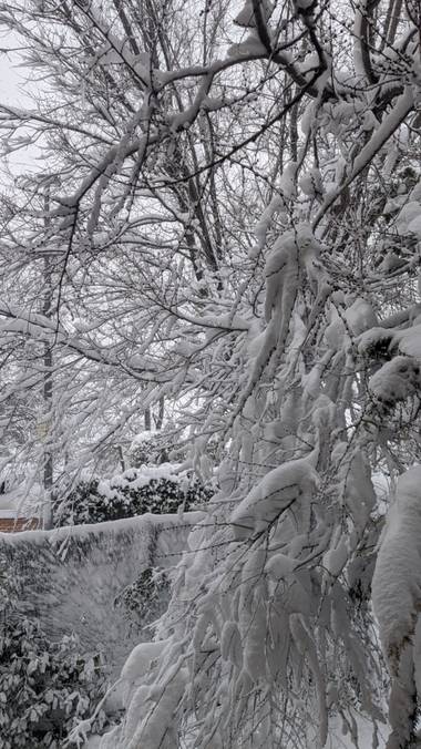 Anaortega2010 en Hamelin: Flora  (Las Rozas de Madrid), #invierno20 #nevadamadrid2021 #bellezanatrural 