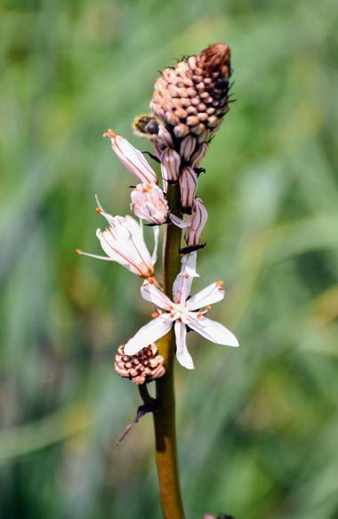 Creandoaficiones en Hamelin: Flora, Gamón blanco 