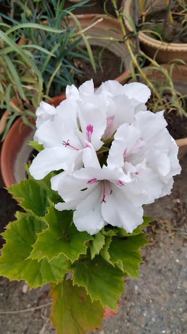 Solerantonio2 en Hamelin: Flora  (Turrillas), Planta