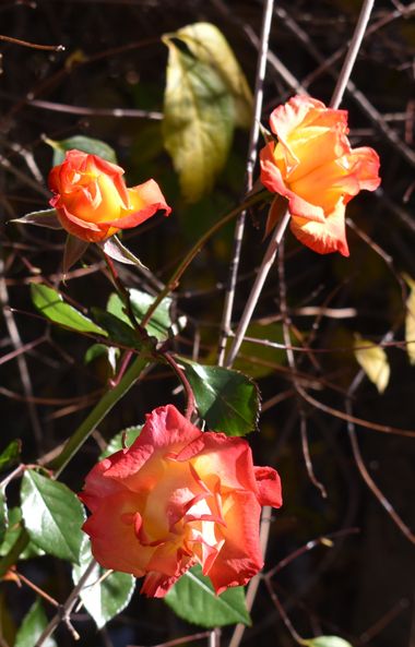 Solerantonio2 en Hamelin: Flora  (Trevélez), Rosas de jardin